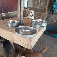 photo de livraison pour Happy Shelter Skopje