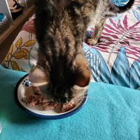 photo de livraison pour Chat de Gout'hier sans Toit
