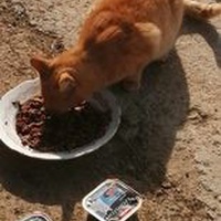 photo de livraison pour Les Chats Libres de la Canterrane