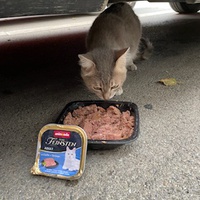 photo de livraison pour Bien vivre avec les Chats Sallélois