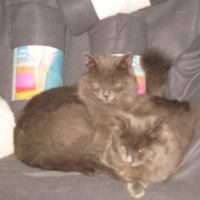photo de livraison pour Jardin des Chats