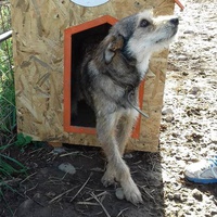 photo de livraison pour Refuge pour chiens de Baia Mare