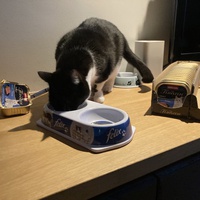 photo de livraison pour Association C.A.T.S. Chat Animal Terrien Solidarité