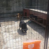 photo de livraison pour Speranta Pentru Animale