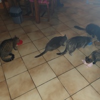 photo de livraison pour URGENCE AIDE ANIMAUX