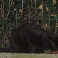 photo de livraison pour Chat Libre de l'Ile du Ramier