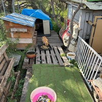 photo de livraison pour Les chats Port-Saint-Louisiens