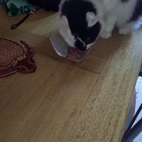 photo de livraison pour Chats Grains d'Amour