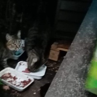 photo de livraison pour Chats libres niçois