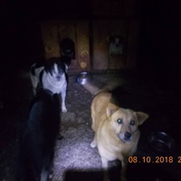 photo de livraison pour Pro Animals Finland ry