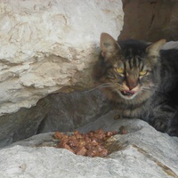 photo de livraison pour Protect Cat