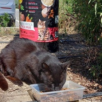 photo de livraison pour Castel Cats