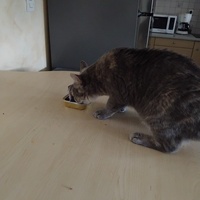 photo de livraison pour Chiens, Chats et Cie