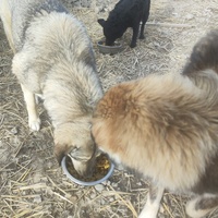 photo de livraison pour Svetlana Bjelogrlic