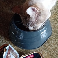 photo de livraison pour Les Chats libres de Fleurance