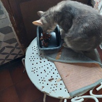 photo de livraison pour Une vie, Un chat