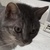 photo animal