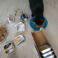 photo de livraison pour Les Pattounes de l'Espoir