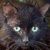 photo animal