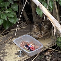 photo de livraison pour Ecole du Chat des Alpilles