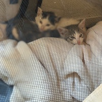 photo de livraison pour Les Chats de Dugny