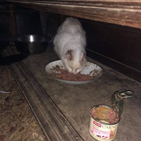 photo de livraison pour Chat Suffit a.sb.l.