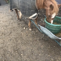 photo de livraison pour Espoir au Galop