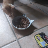 photo de livraison pour Les Chats libres de Fleurance