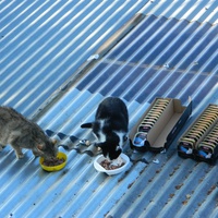 photo de livraison pour A Pas De Chats