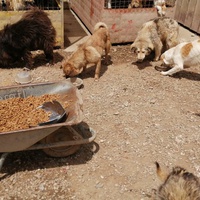 photo de livraison pour Animals voice Macedonia