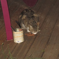 photo de livraison pour Chat Libre de l'Ile du Ramier