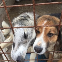 photo de livraison pour Save & Hope for Dogs