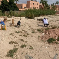 photo de livraison pour L'Arche de Noé