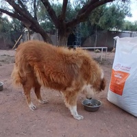 photo de livraison pour Help Adopt Moroccan Animals