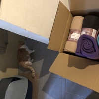 photo de livraison pour Les Chats Libres Condom 32