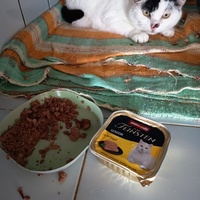 photo de livraison pour L'école du Chat d'Ollioules