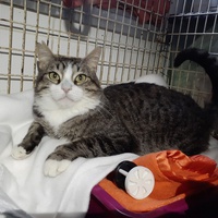 photo de livraison pour Chats Libres de Béziers