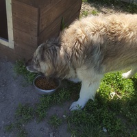 photo de livraison pour Udruženje za zaštitu životinja "Pongo"