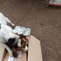 photo de livraison pour Les Chatoyants