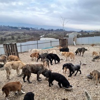 photo de livraison pour Happy Shelter Skopje
