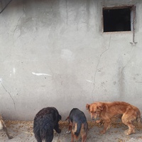 photo de livraison pour Association for the protection of animals "BAK"