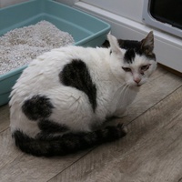 photo de livraison pour Les Chats Libres Condom 32