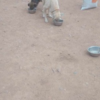 photo de livraison pour Help Adopt Moroccan Animals