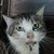 photo animal
