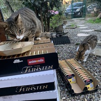 photo de livraison pour Les chats de chez nous