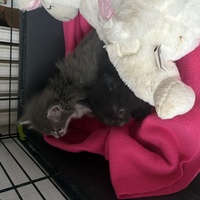 photo de livraison pour Chat Gratouille