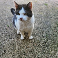 photo de livraison pour Chat de Gout'hier sans Toit