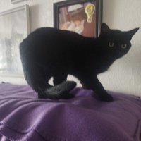photo de livraison pour Association Les Chat'mis de Caramel