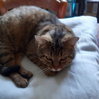 photo de livraison pour Pour l'Amour des Chats
