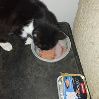 photo de livraison pour Cat Miaou